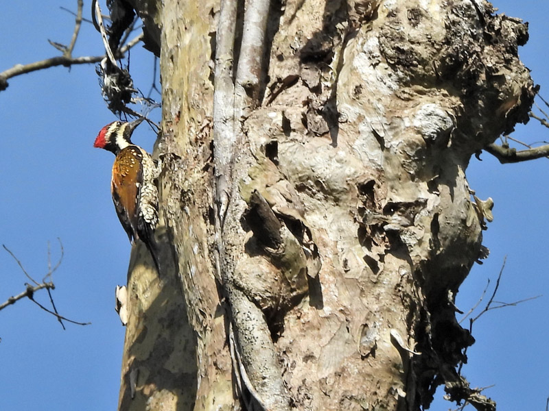 02_DSCN4923_Black-rumped Flameback