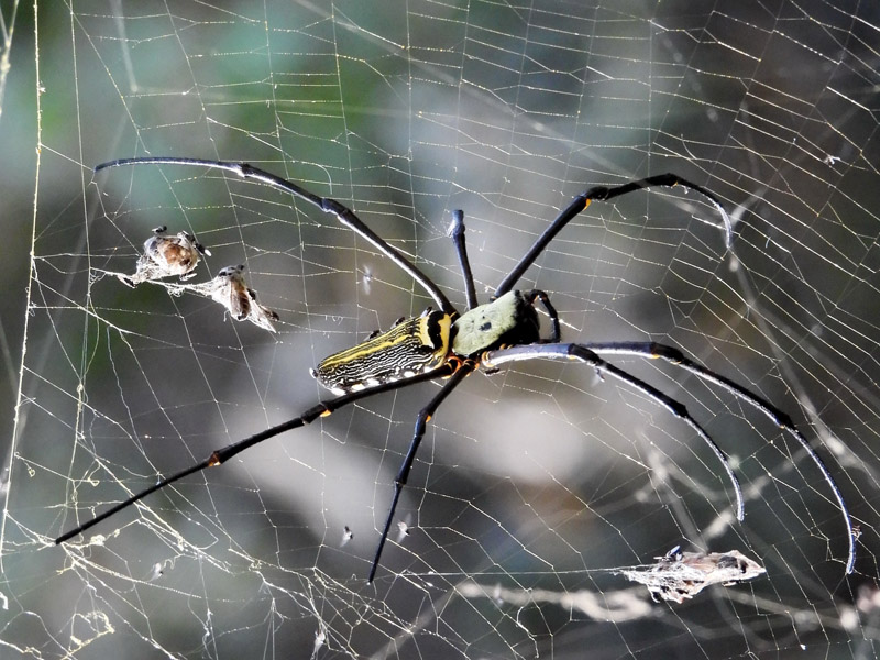 05_DSCN4959_Giant Golden Orbweaver