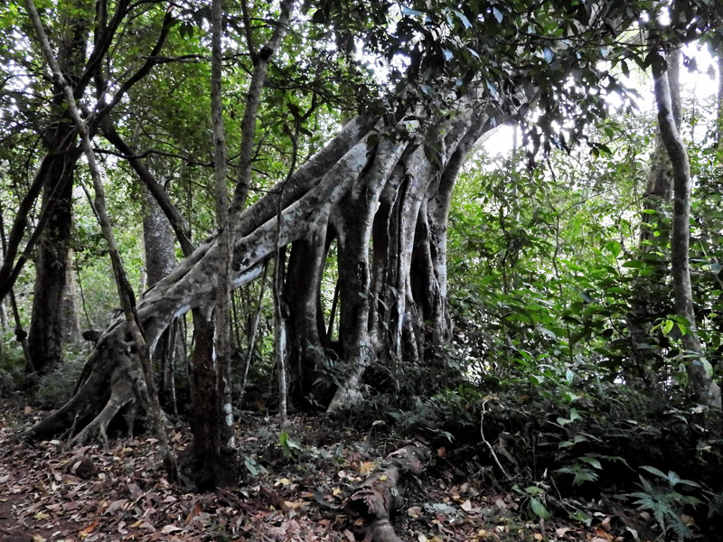 10_DSCN5074_Stelzwurzeln