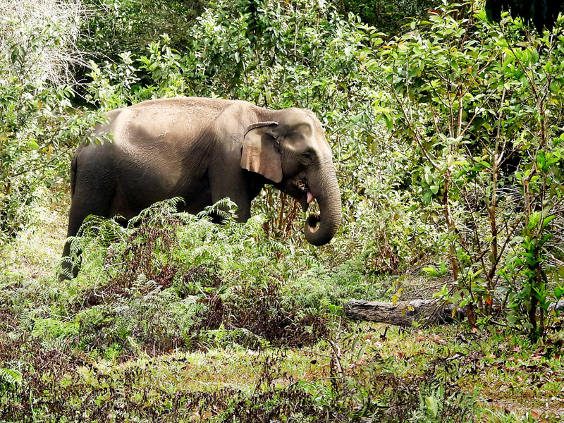 11_DSCN5219_Asian Elephant