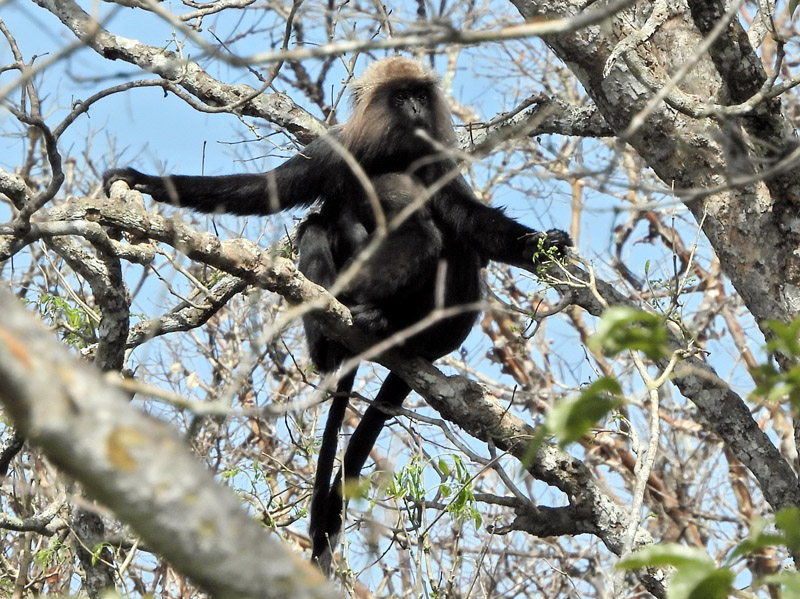 12_DSCN5352_Nilgiri Langur_Baby