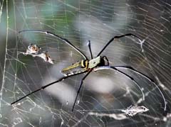05_DSCN4959_Giant Golden Orbweaver