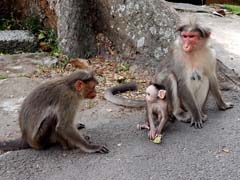 07_DSCN5600_Bonnet Macaque