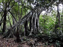 10_DSCN5074_Stelzwurzeln