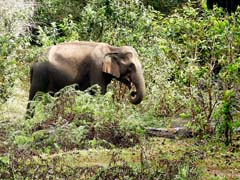 11_DSCN5219_Asian Elephant