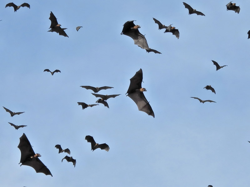 02_DSCN5931_Indian Flying-Fox