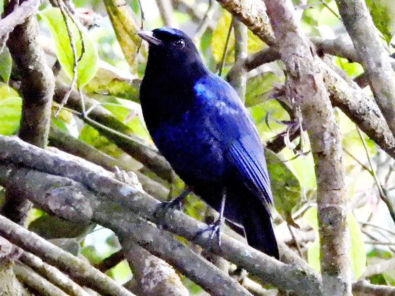 10_DSCN6212_Malabar Whistling-Thrush