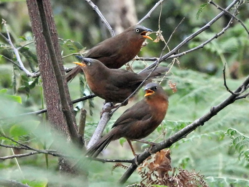 11_DSCN6760_Rufous Babbler