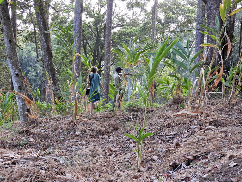 12_DSCN6660_Sichtung Dschungelzwergkauz