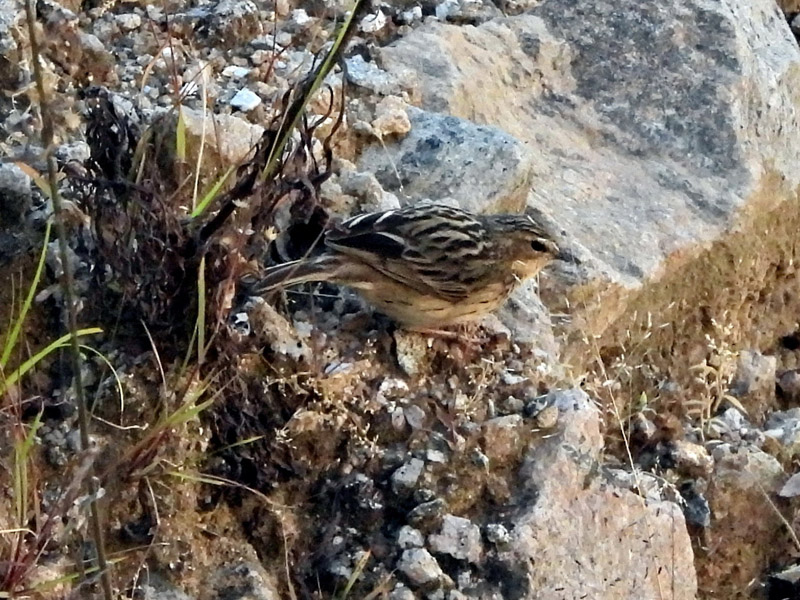 14_DSCN6396_Nilgiri Pipit