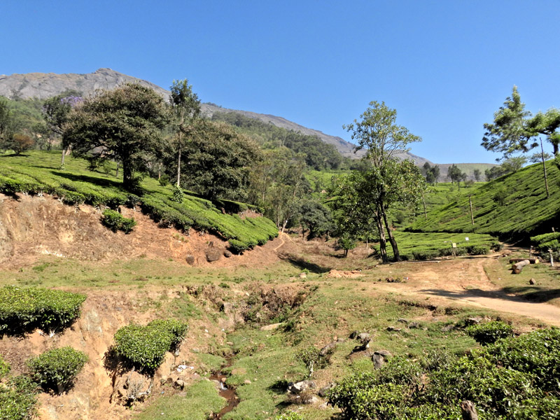 16_DSCN7107_Teeplantagen