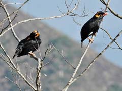 04_DSCN6143_Southern Hill Myna