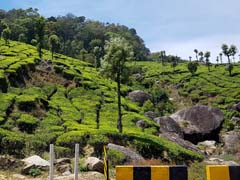 05_20240302_121056_Teeplantagen