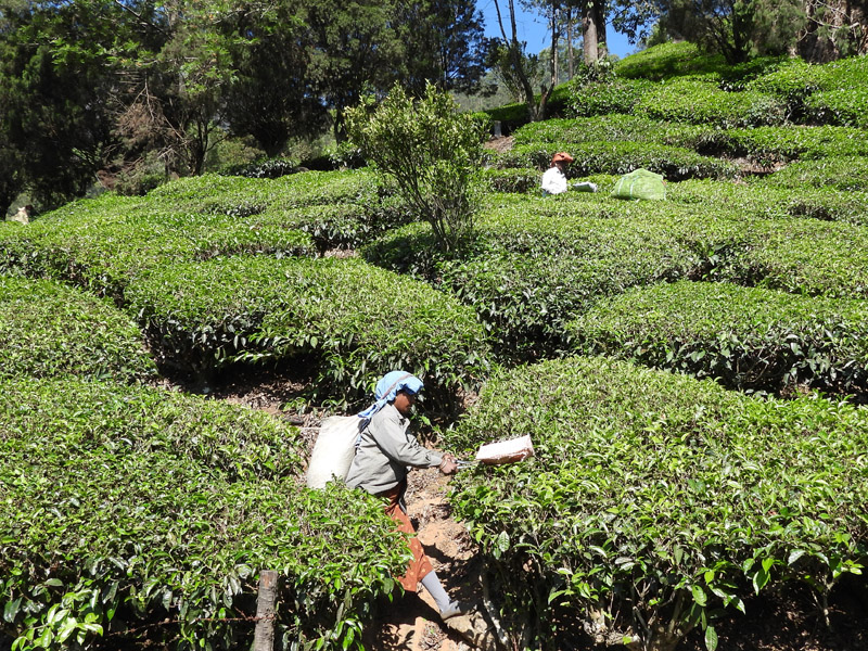 01_DSCN7064_Teeernte