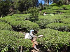 01_DSCN7064_Teeernte