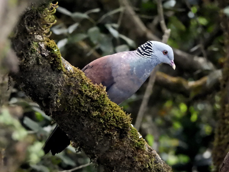 01_DSCN8417_Nilgiri Wood-Pigeon