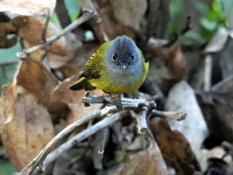 02_DSCN7852_Grey-headed Canary-Flycatcher