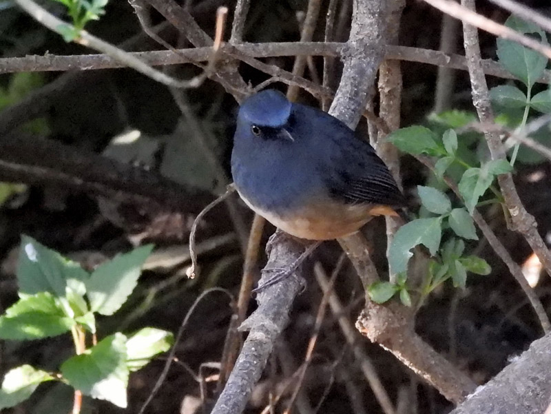 03_DSCN7888_Nilgiri Sholakili