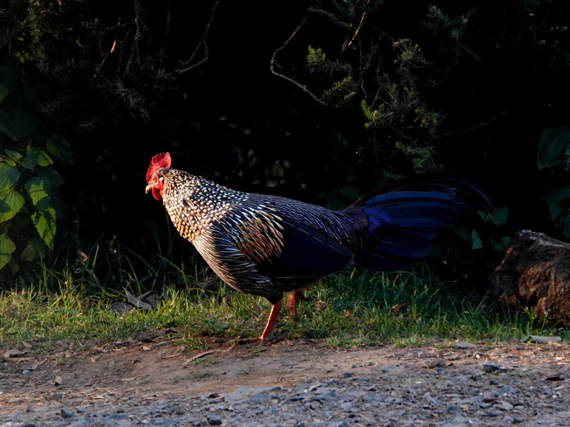 04_DSC00136_Petra_Grey Junglefowl - Doddabetta Peak