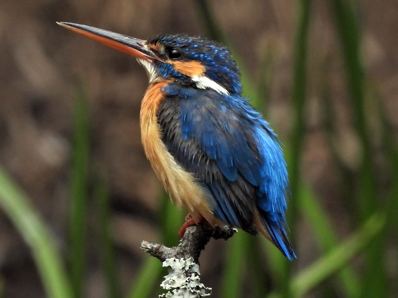 08_DSCN8239_Common Kingfisher