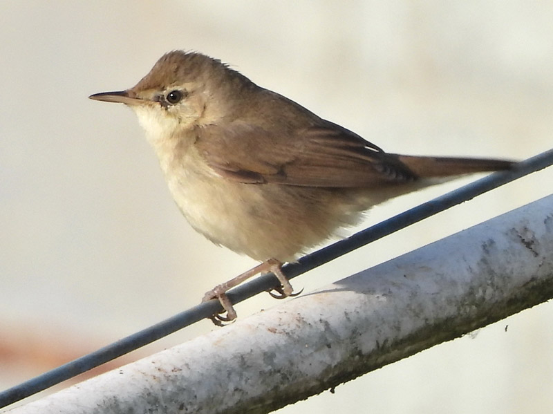 11_DSCN7961_Blyths Reed Warbler