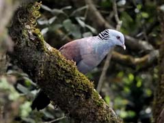 01_DSCN8417_Nilgiri Wood-Pigeon