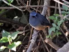 03_DSCN7888_Nilgiri Sholakili