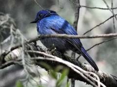 05_DSCN8127_Nilgiri Flycatcher