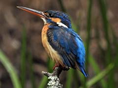 08_DSCN8239_Common Kingfisher