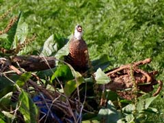 10_DSCN8015_Painted Bush-Quail