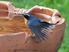 12_DSCN8530_Indian Blue Robin