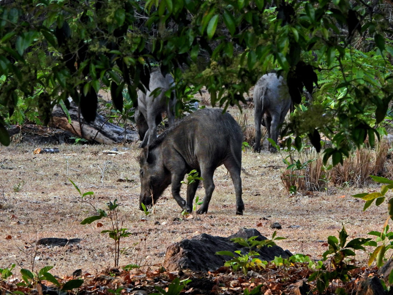 07_DSCN1059_Wildschweine im Hotelareal