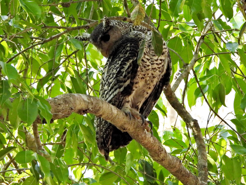 11_DSCN9027_Spot-bellied Eagle Owl