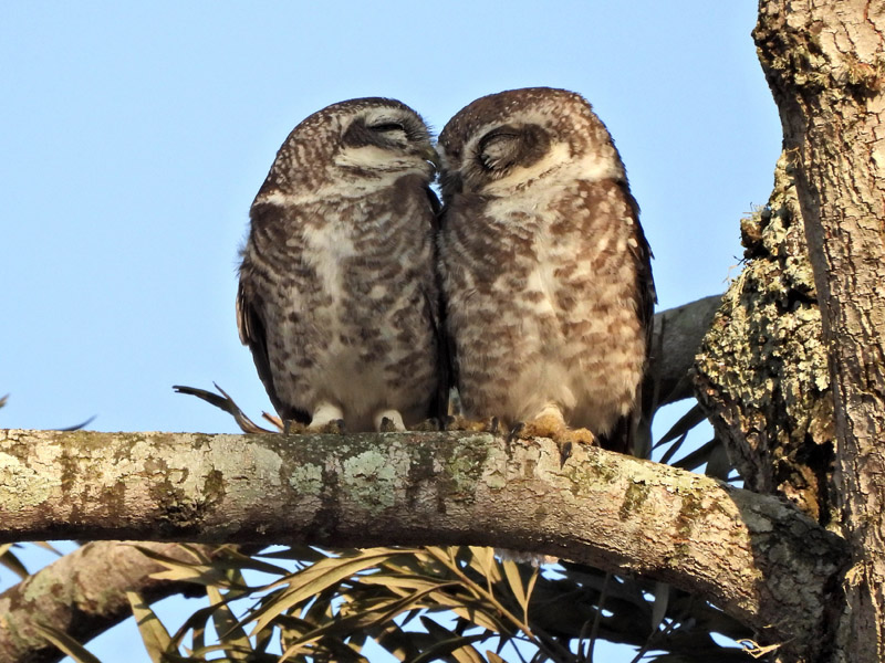 12_DSCN9198_Spotted Owlet