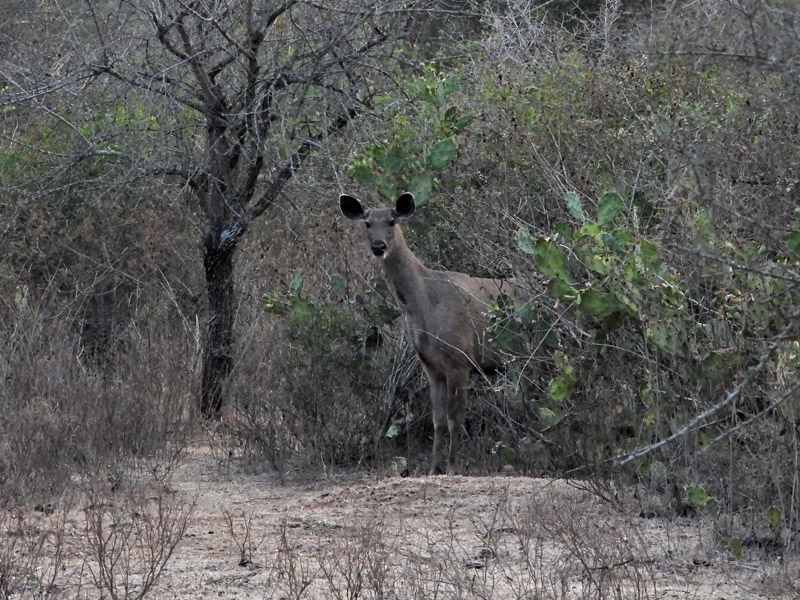 13_DSCN9474_Sambarhirsch