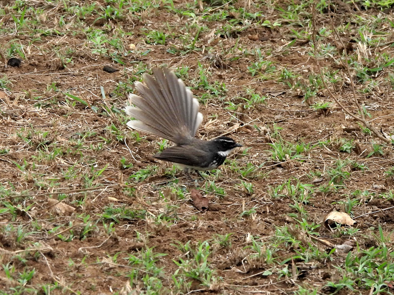 15_DSCN0500_Spot-breasted Fantail