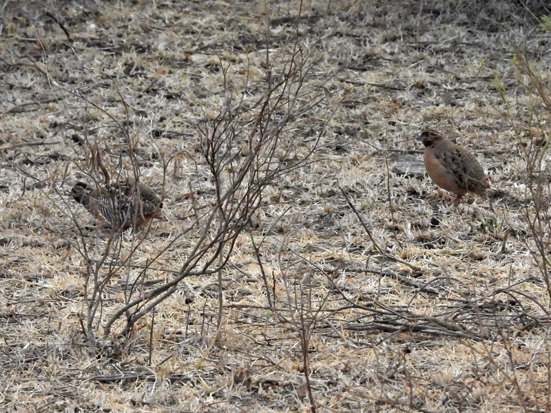 16_DSCN9456_Jungle Bush-Quail