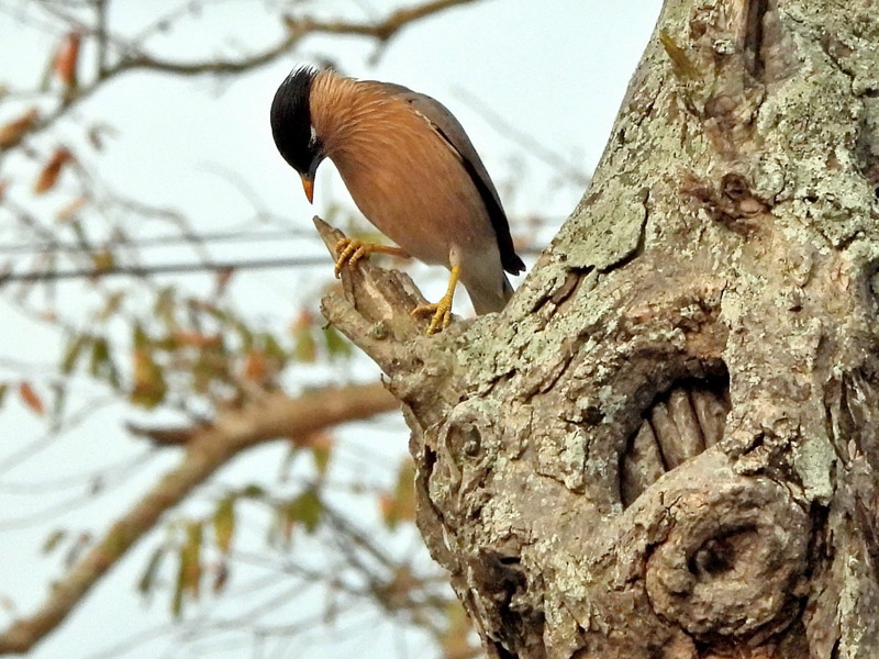 18_DSCN9497_Brahminy Starling