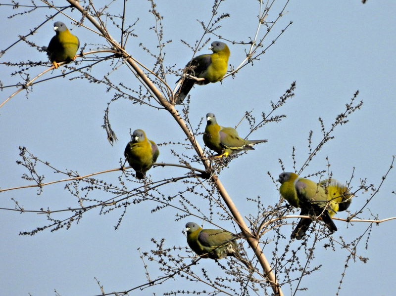 19_DSCN9877_Yellow-footed Green Pigeon