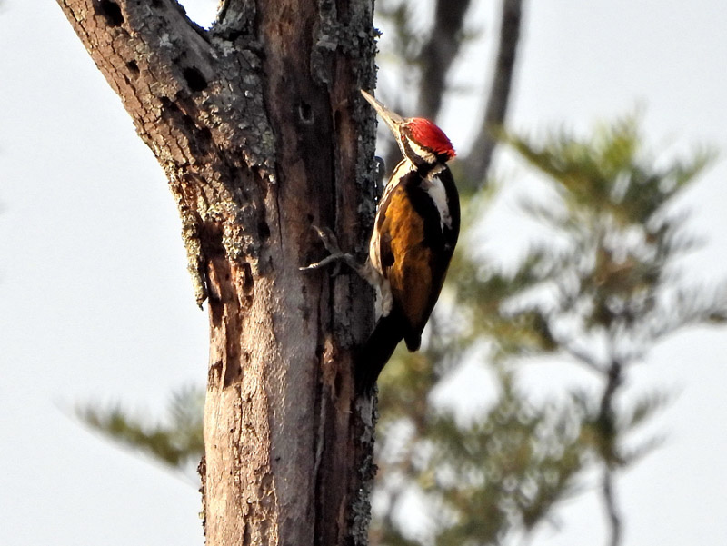 20_DSCN9215_White-naped Woodpecker