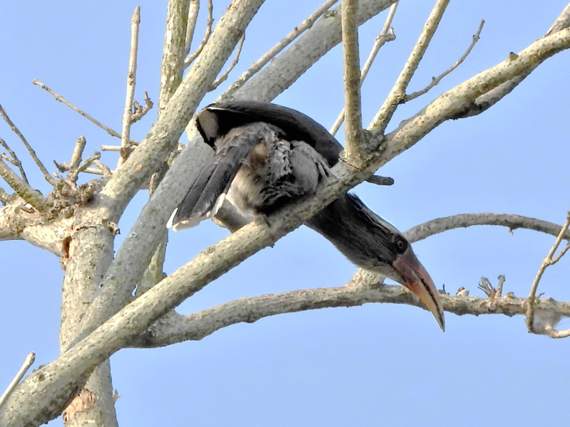 21_DSCN1170_Malabar Grey Hornbill