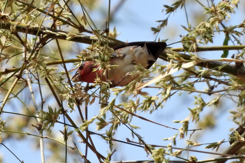 22_DSCN0196_Common Rosefinch