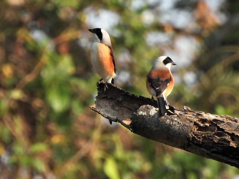 24_DSCN1146_Bay-backed Shrike