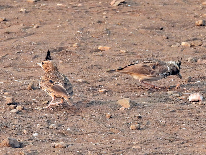 27_DSCN0841_Malabar Lark