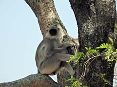 04_DSCN8859_Hanumanlangur