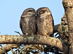 12_DSCN9198_Spotted Owlet