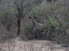 13_DSCN9474_Sambarhirsch