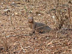 14_DSCN0581_Mungo_Indian Grey Mongoose