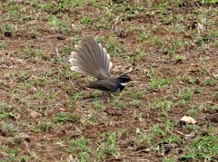 15_DSCN0500_Spot-breasted Fantail