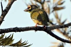 17_DSCN9227_Coppersmith Barbet